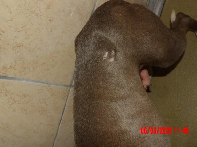 Enlarge Lillyanne, a Adoptable Mixed Breed in Hobbs, NM image 4/6