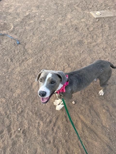 Enlarge Lillyanne, a Adoptable Mixed Breed in Hobbs, NM image 5/6