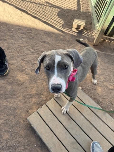 Enlarge Lillyanne, a Adoptable Mixed Breed in Hobbs, NM image 6/6