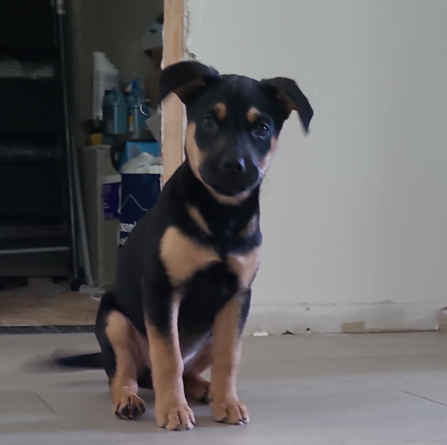 Sadie Girl (20260203-03)