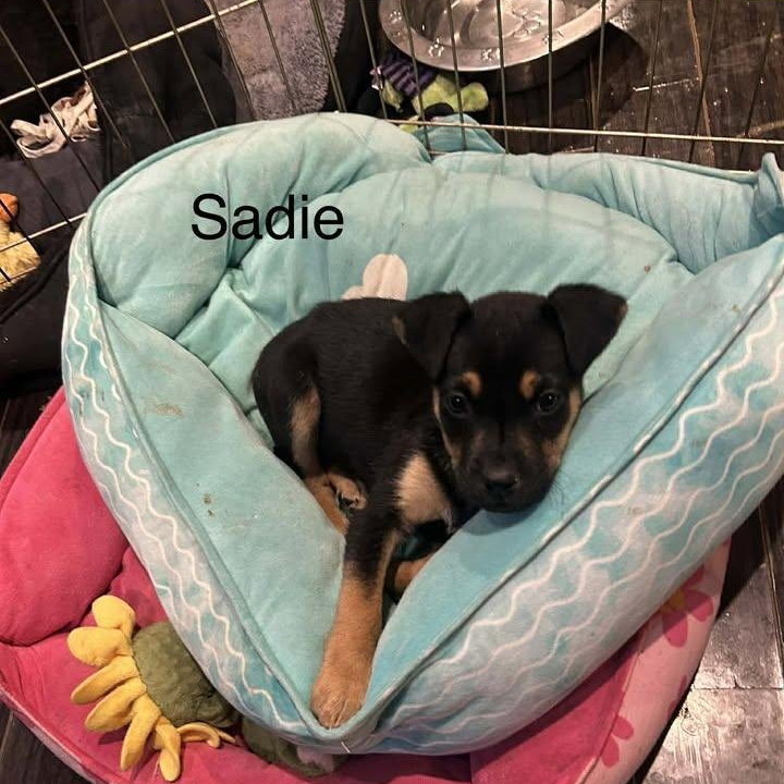 Sadie Girl (20260203-03) — thumbnail 2