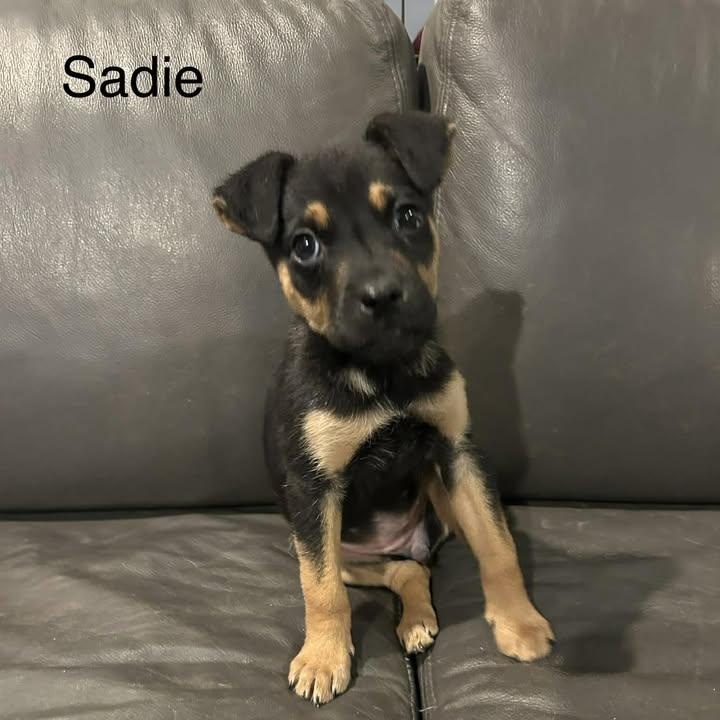 Sadie Girl (20260203-03) — thumbnail 3