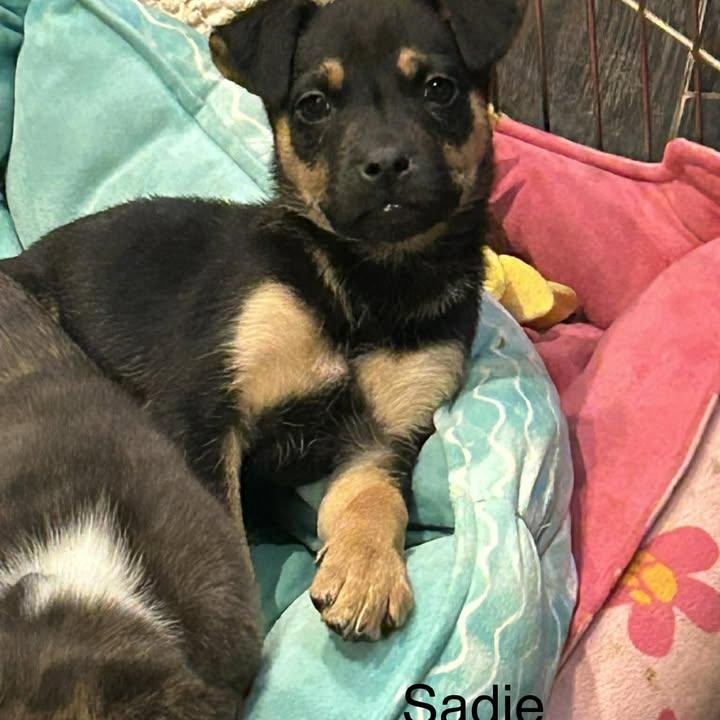 Sadie Girl (20260203-03) — thumbnail 4