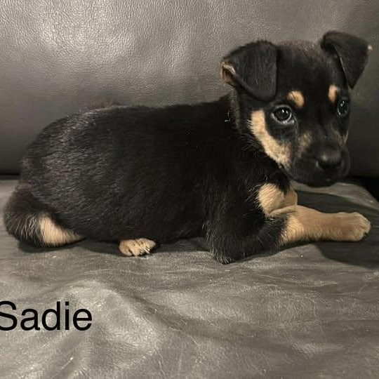 Sadie Girl (20260203-03) — thumbnail 5