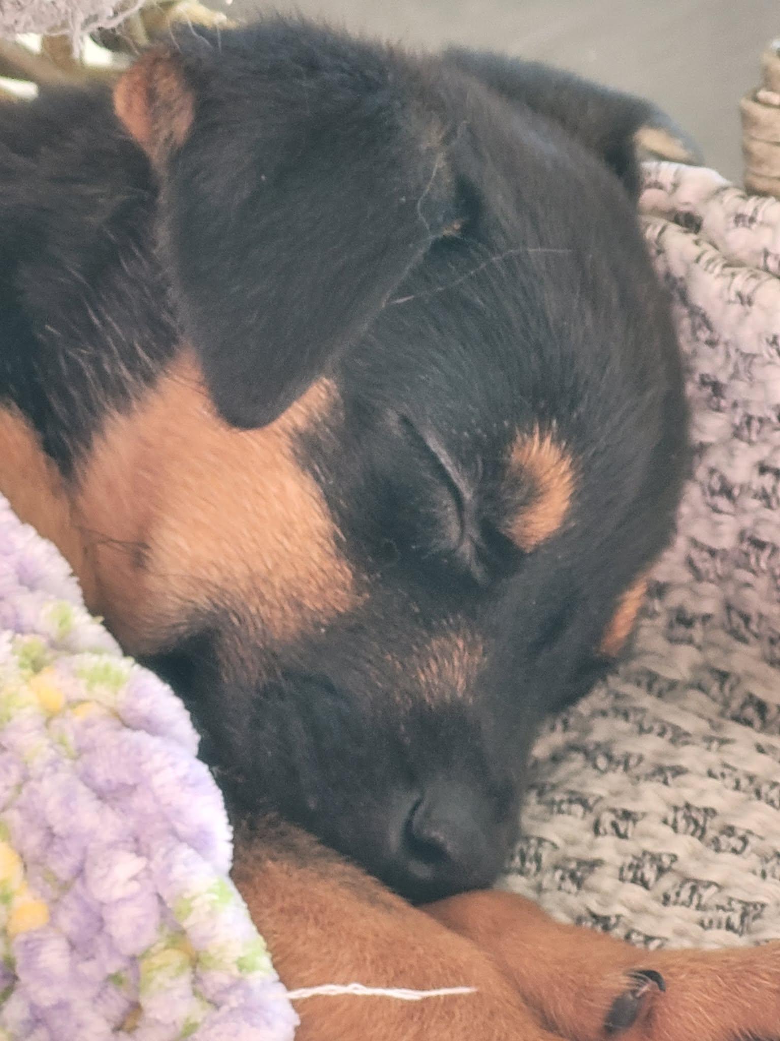 Sadie Girl (20260203-03) — thumbnail 6