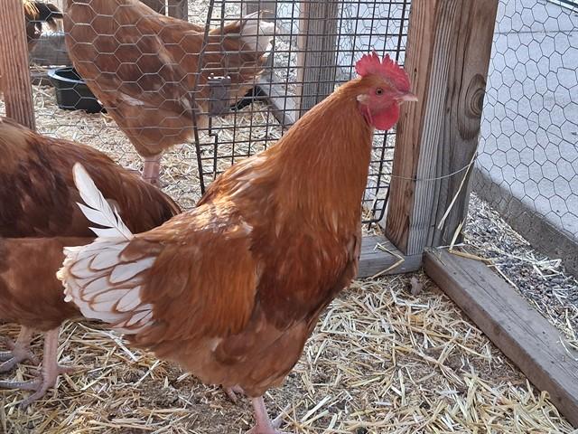 Enlarge PIO, a Adoptable Chicken in Pueblo, CO image 1/1