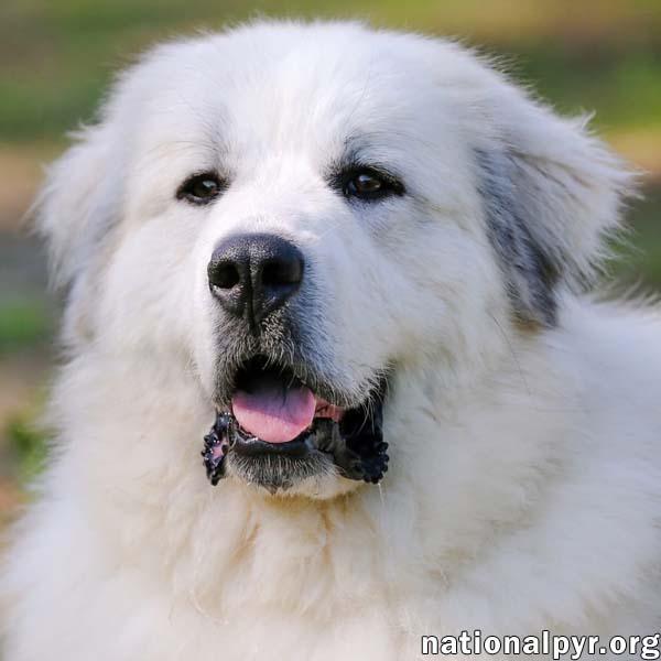 Connecticut Fosters Needed!