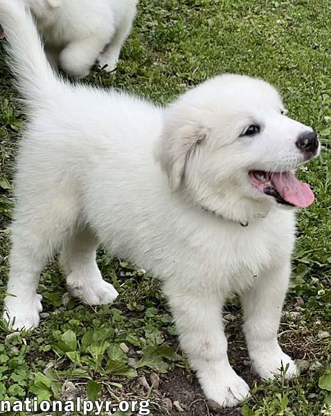 Connecticut Fosters Needed! — thumbnail 2