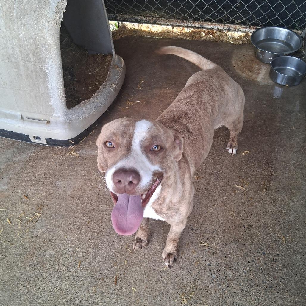 Sweet Pea, Adoptable, Adult Female Mixed Breed & Pit Bull Terrier.