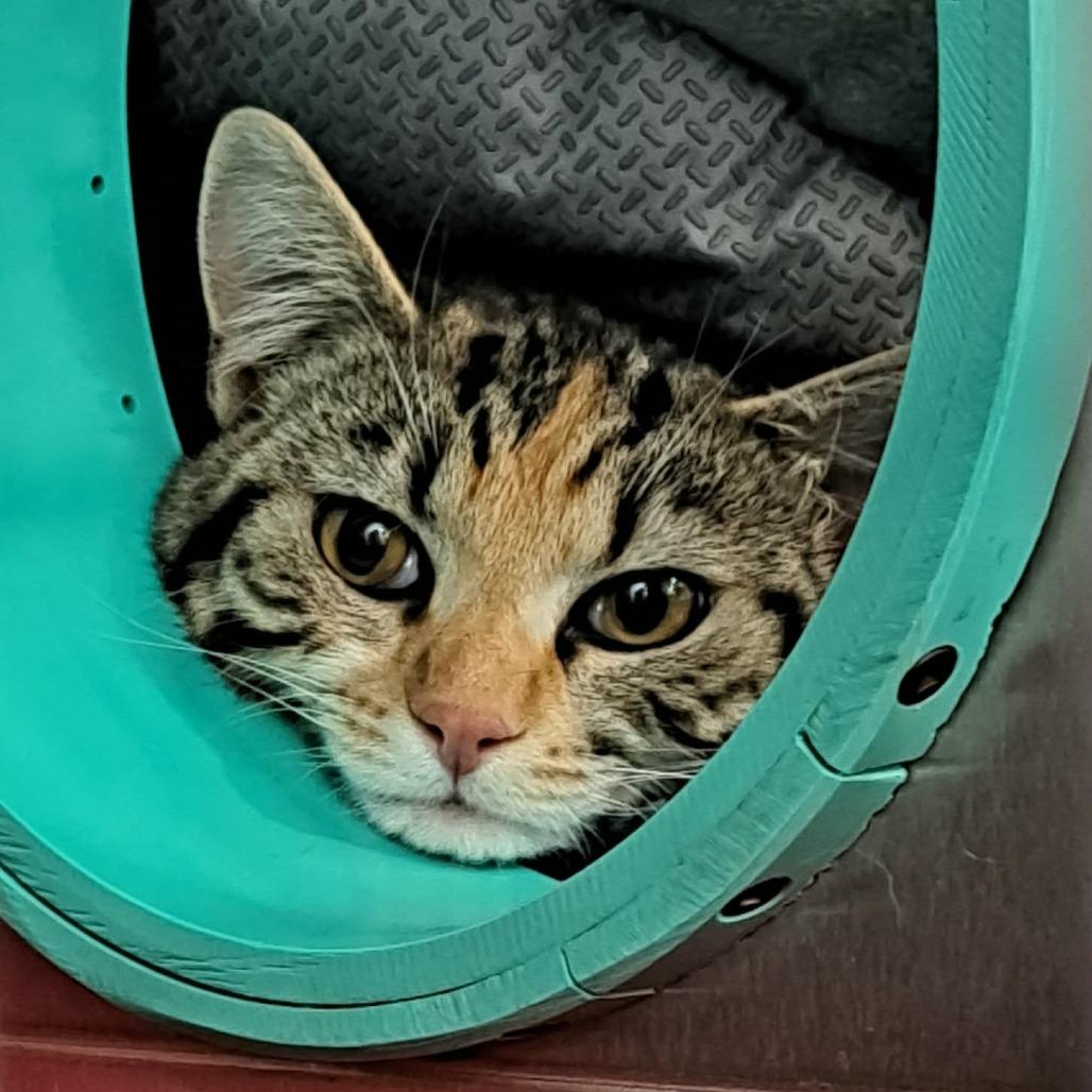 Porpoise, Adoptable, Adult Female Domestic Short Hair.