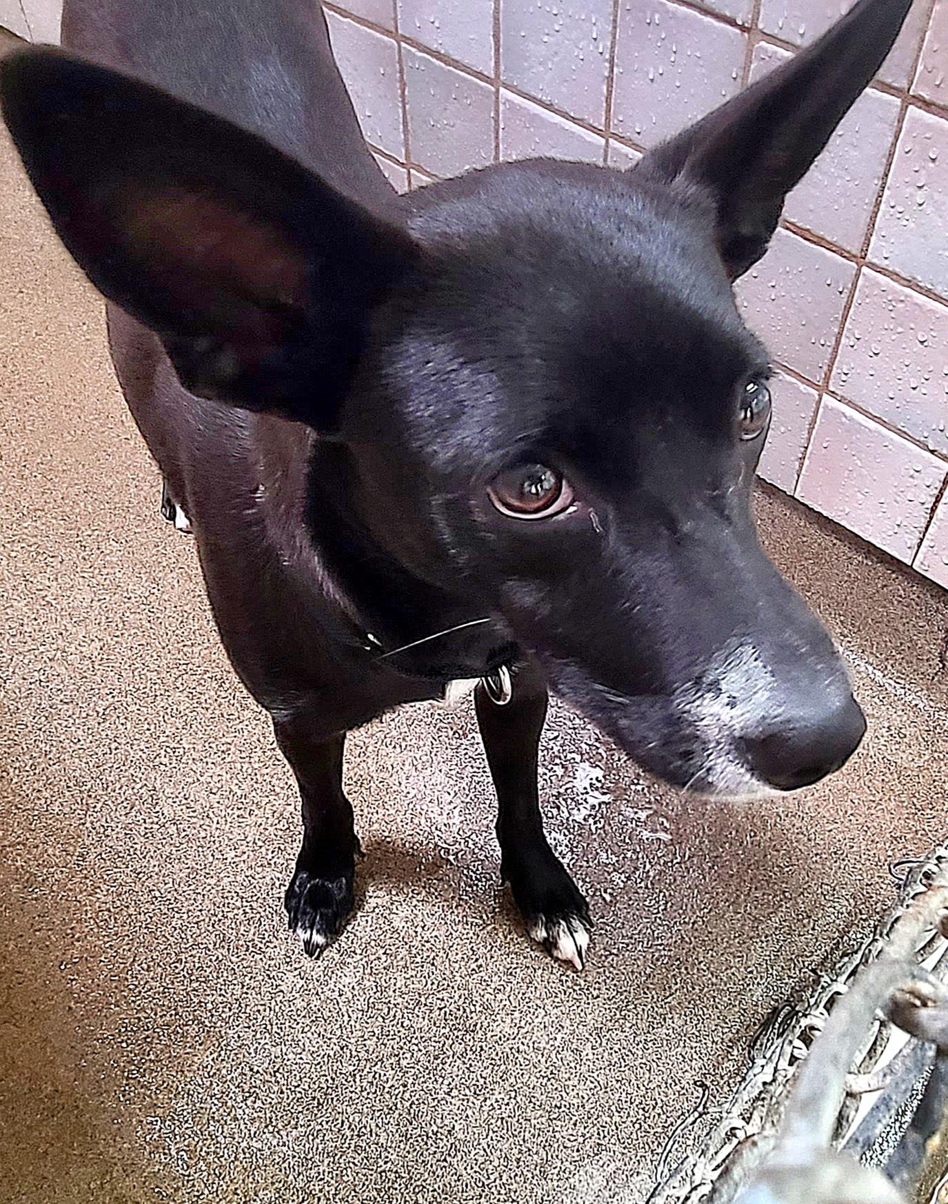 Audrey 7176, Young Female Terrier