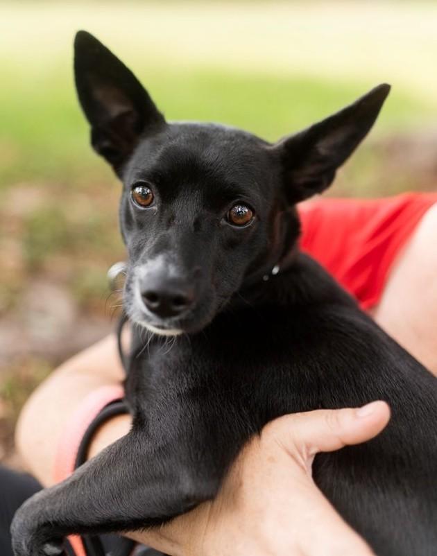 Audrey 7176, a Adoptable mixed breed in Boca Raton, FL image 2/2