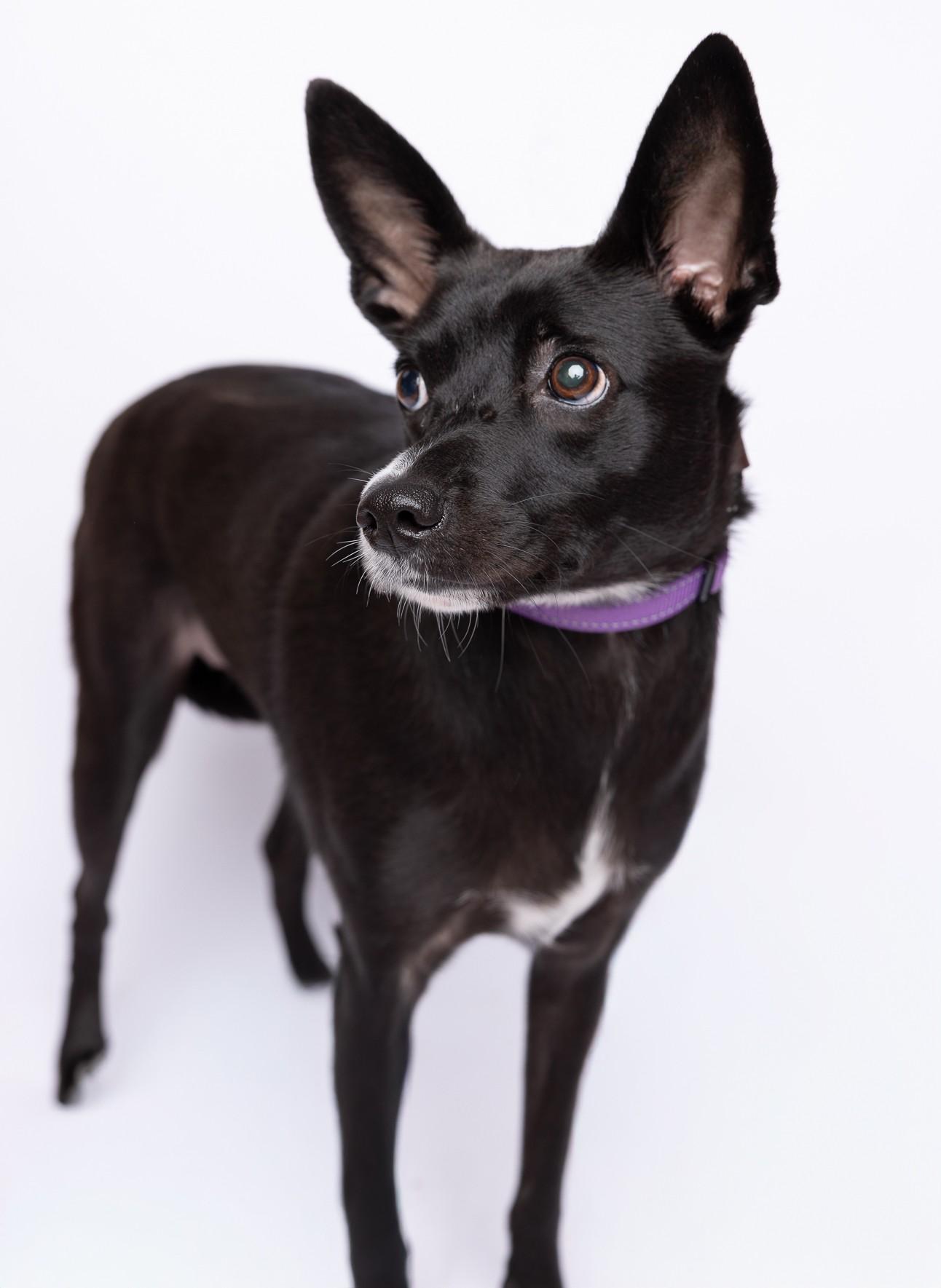 Audrey 7176, a Adoptable mixed breed in Boca Raton, FL image 1/2