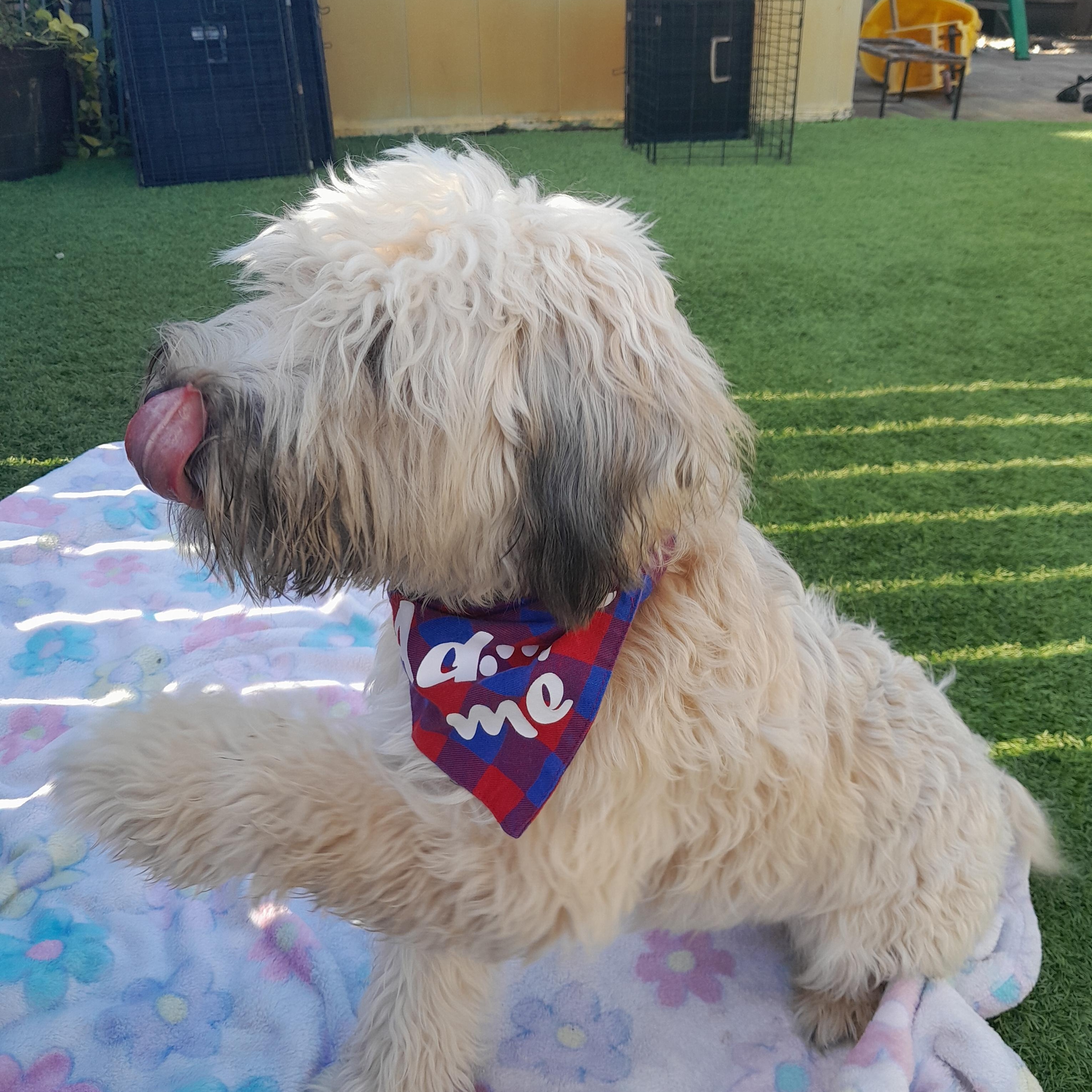 Enlarge Belle, a Adopted Wheaten Terrier in Margate, FL image 2/6