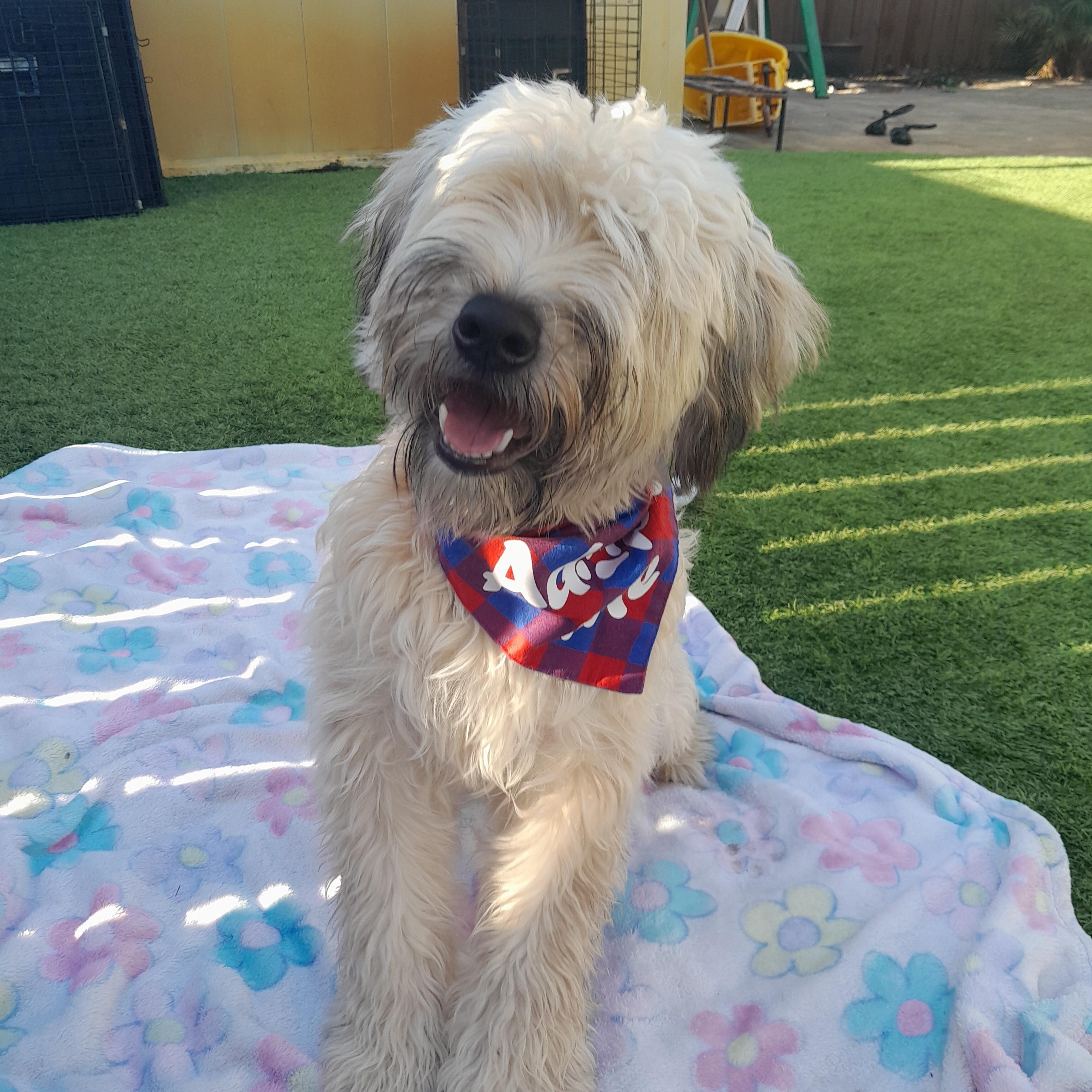 Belle, Adopted, Young Female Wheaten Terrier.