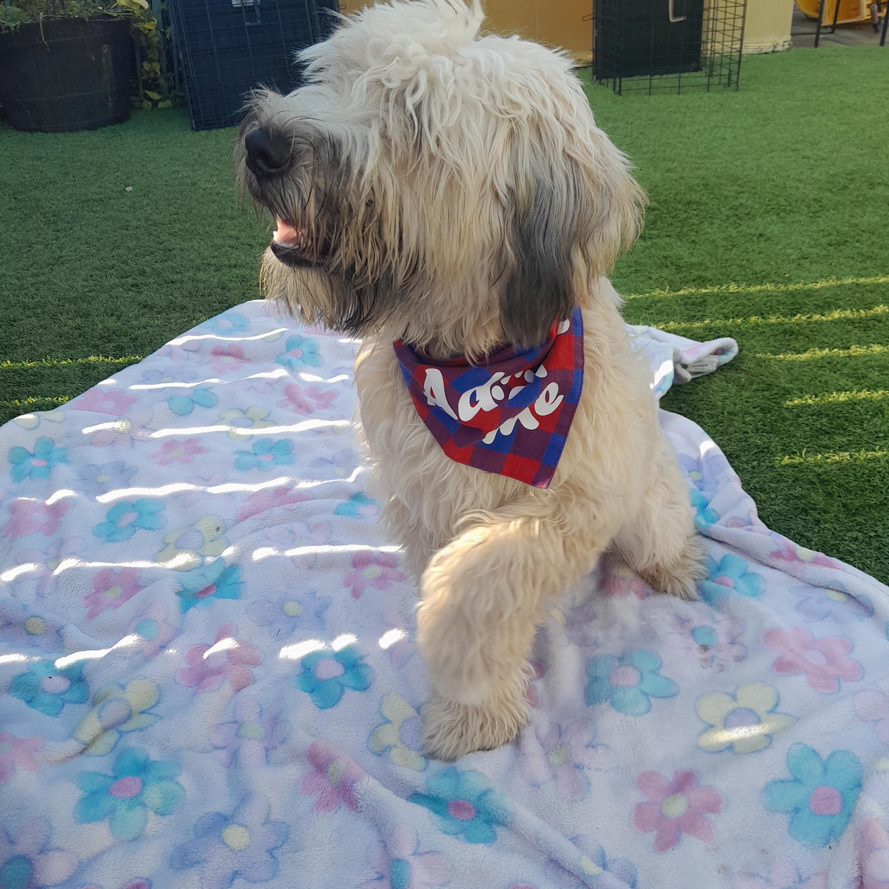Enlarge Belle, a Adopted Wheaten Terrier in Margate, FL image 3/6