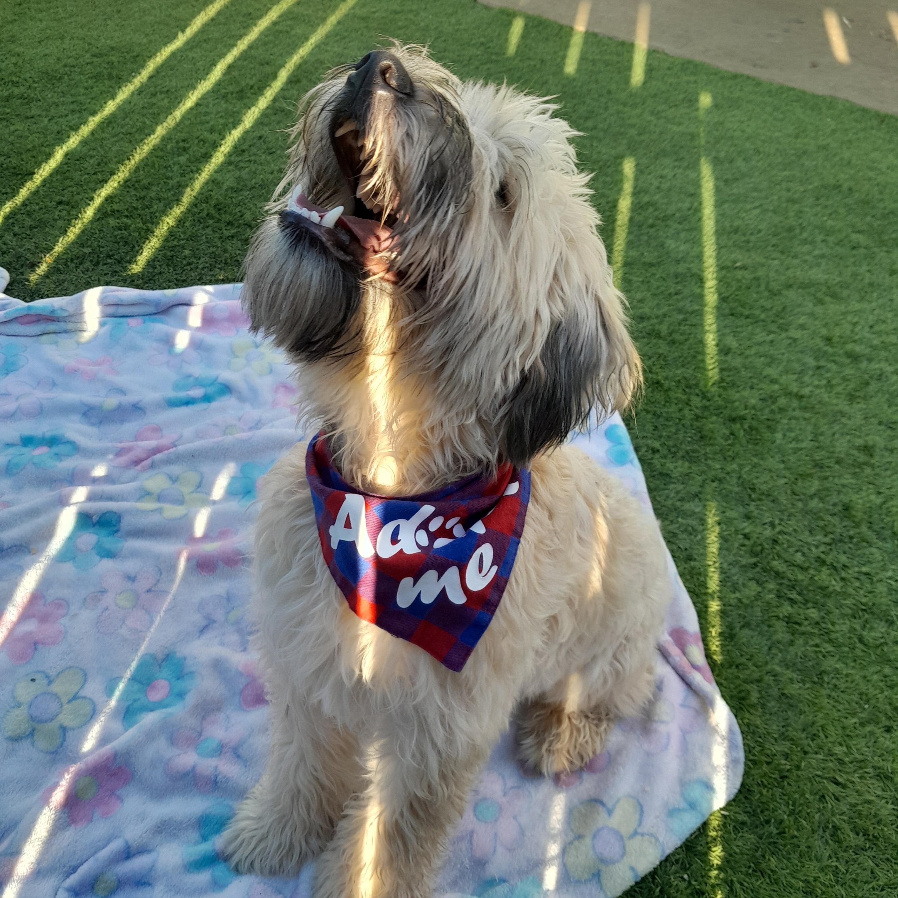 Enlarge Belle, a Adopted Wheaten Terrier in Margate, FL image 4/6