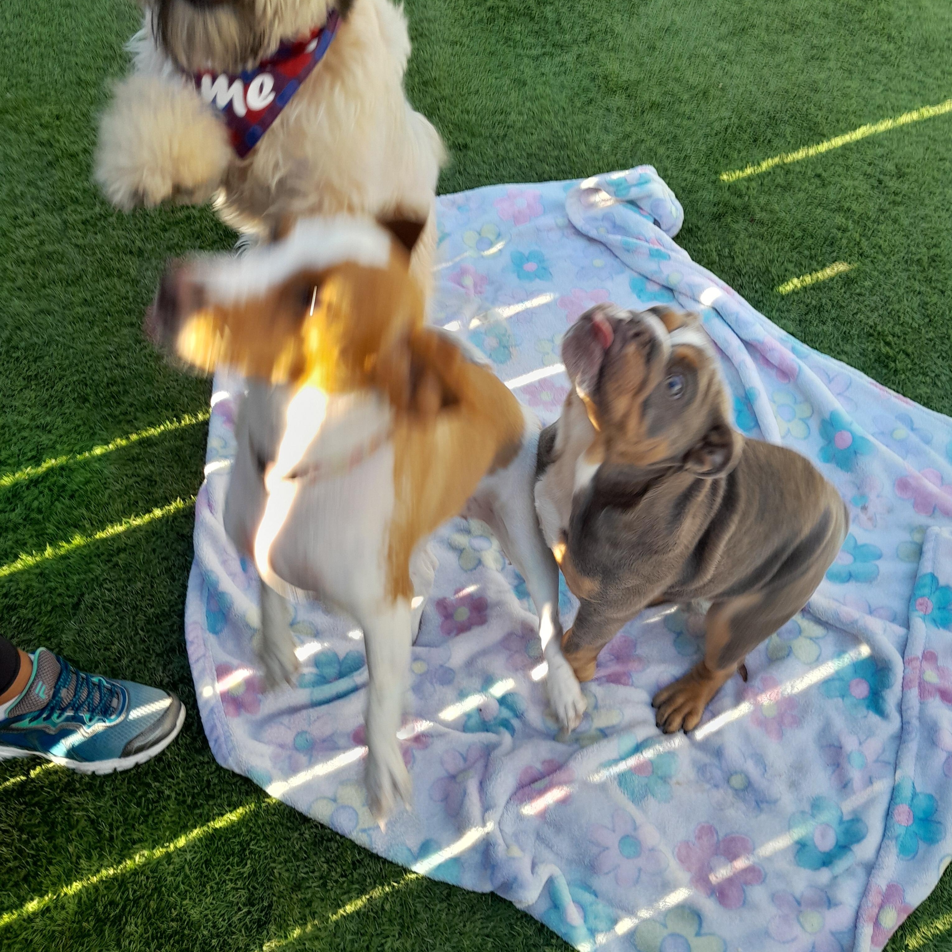 Enlarge Belle, a Adopted Wheaten Terrier in Margate, FL image 5/6