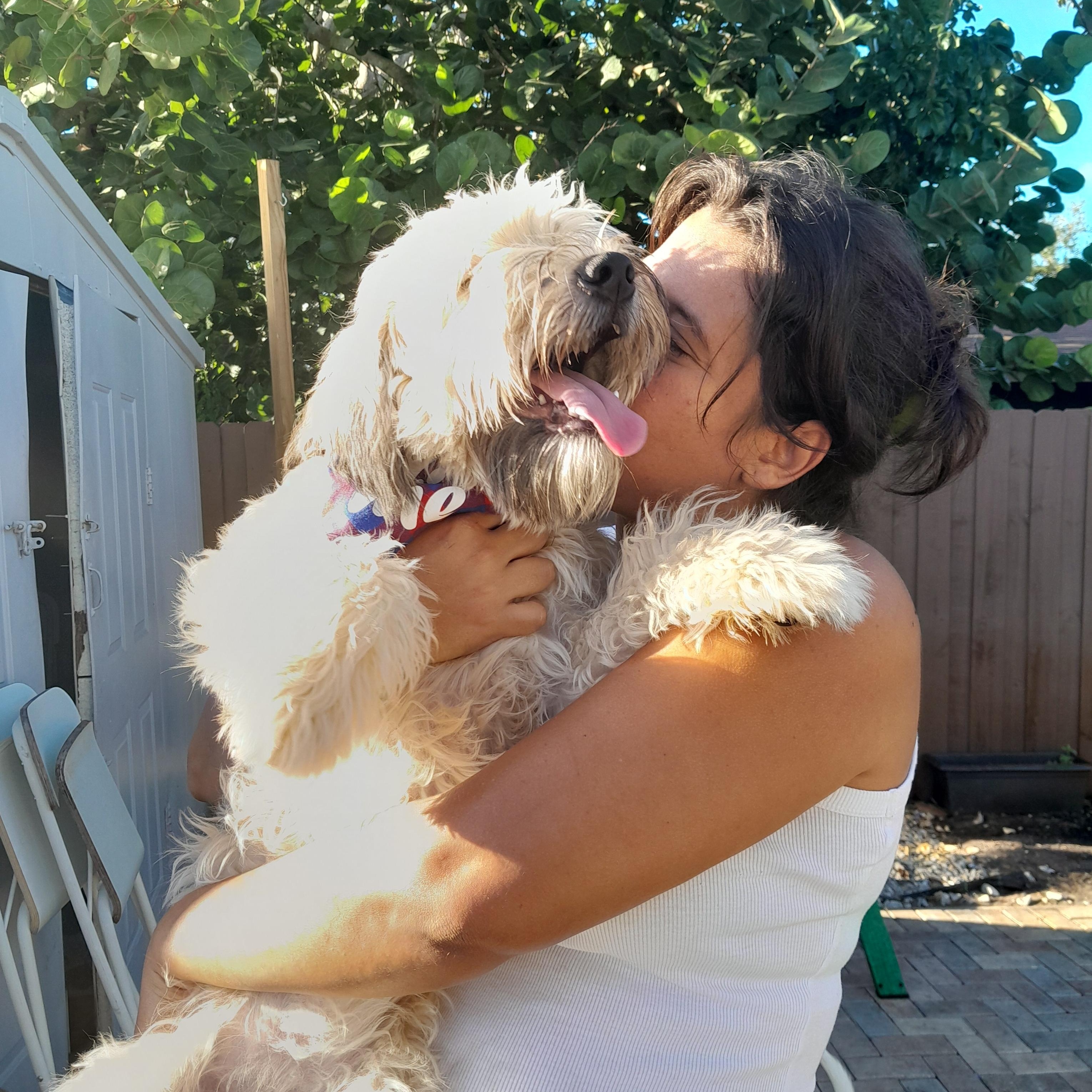 Enlarge Belle, a Adopted Wheaten Terrier in Margate, FL image 6/6