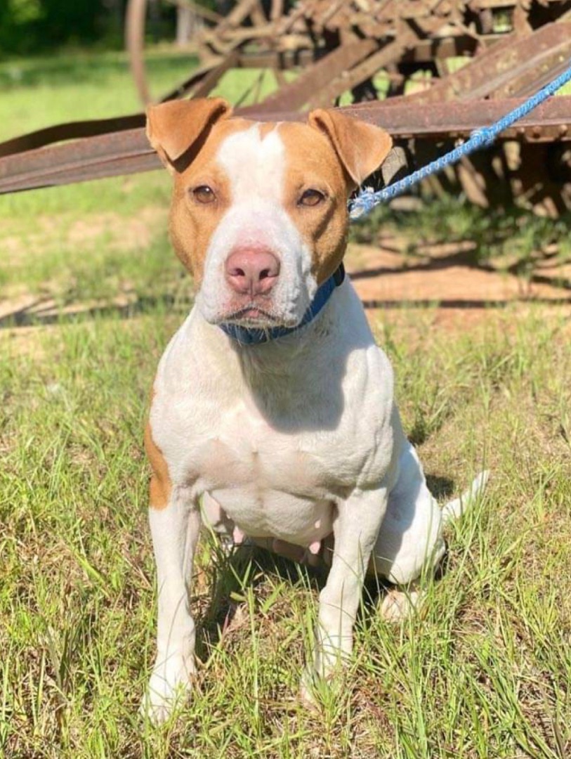 Martha, a Adoptable Pit Bull Terrier in North Haven, CT image 2/4