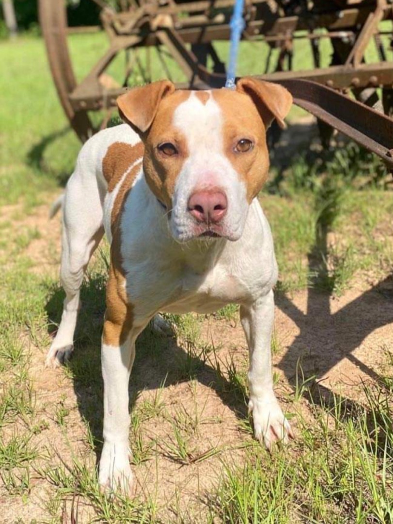 Martha, a Adoptable Pit Bull Terrier in North Haven, CT image 3/4