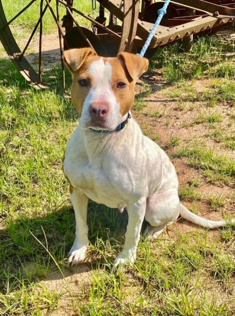 Martha, a Adoptable Pit Bull Terrier in North Haven, CT image 4/4