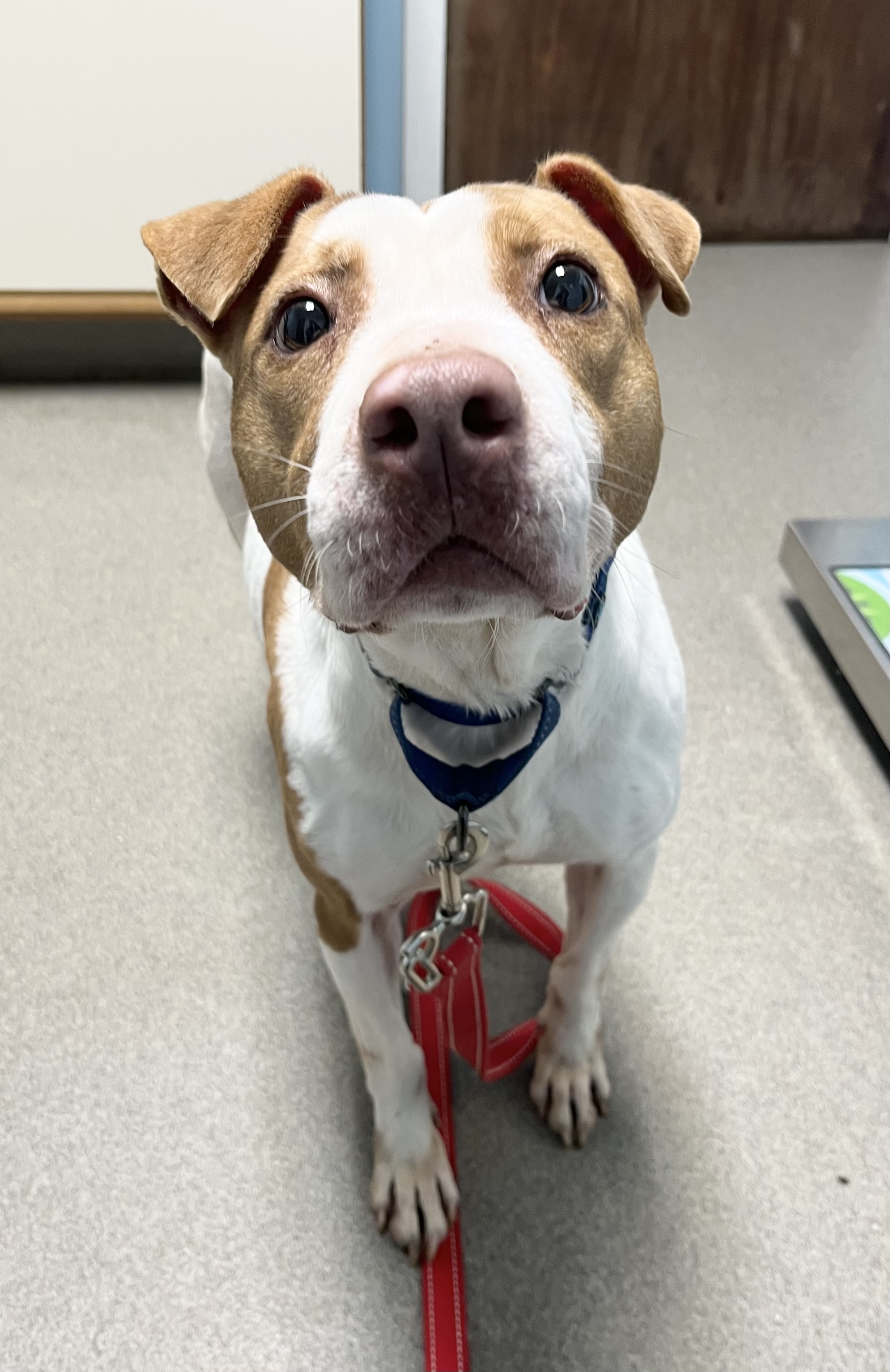 Martha, a Adoptable Pit Bull Terrier in North Haven, CT image 1/4