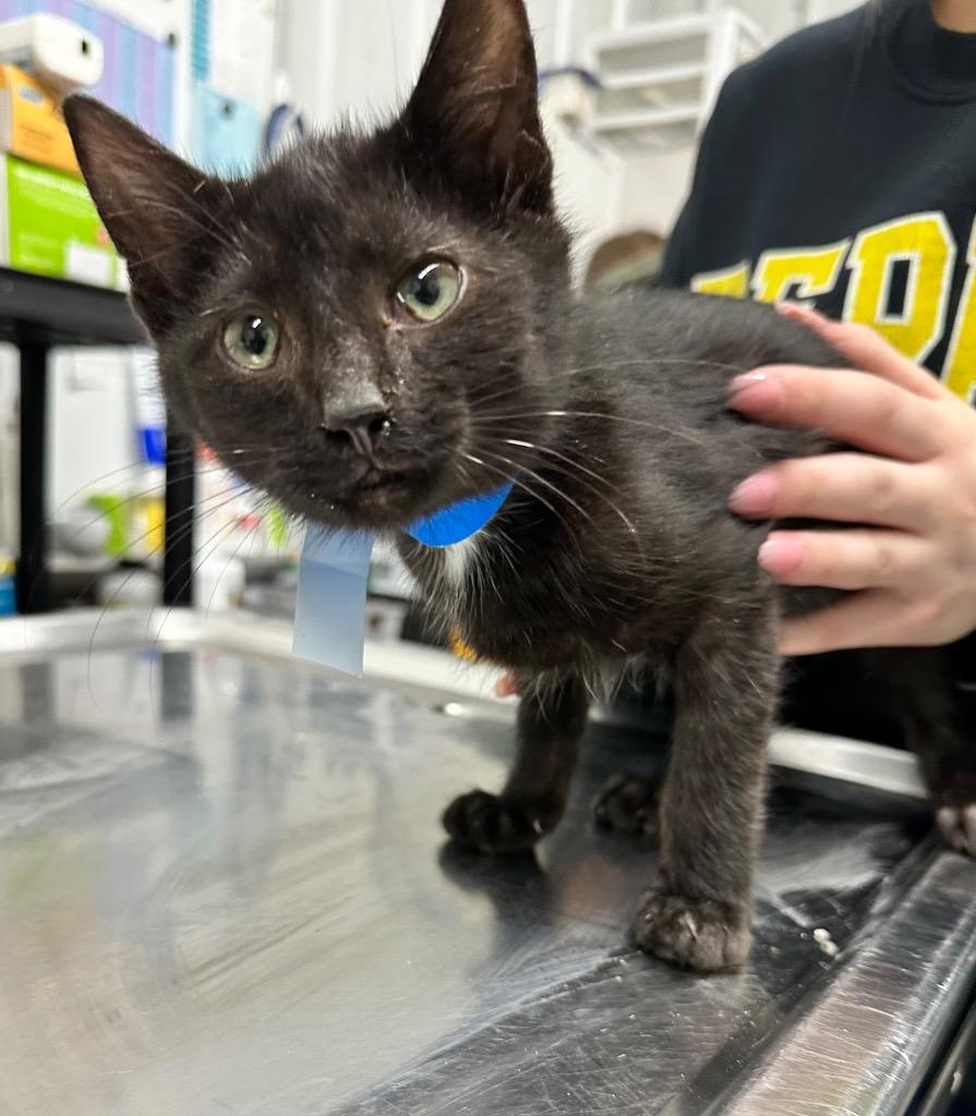 Romeo, Adoptable, Kitten Male Domestic Short Hair.