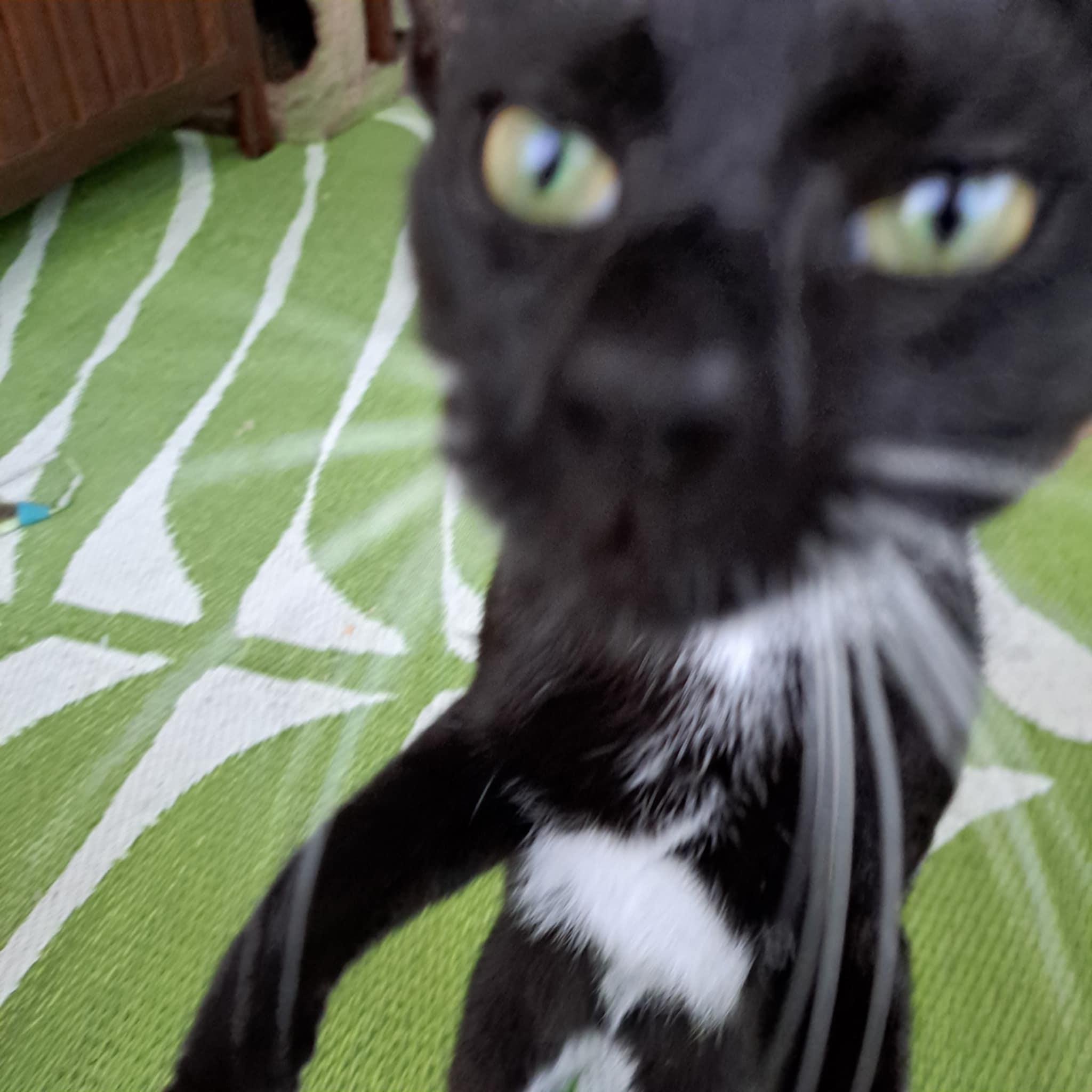 Zulu =^.^=