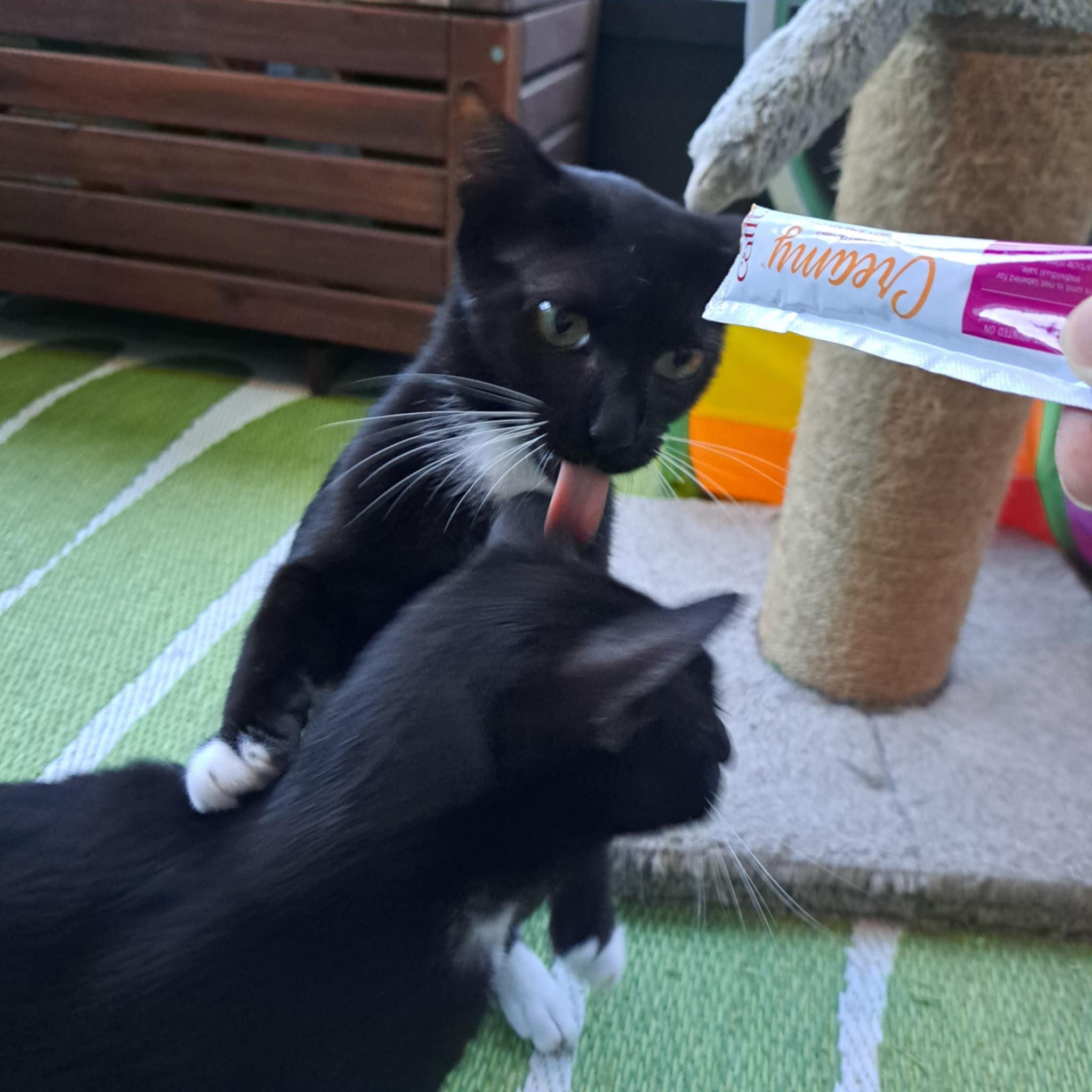 Zulu =^.^=