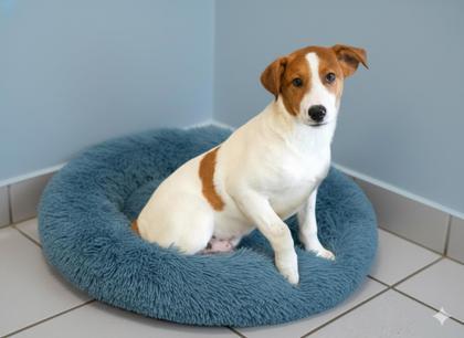 Paul Bunyan, a Adoptable mixed breed in Bowling Green, KY image 1/2