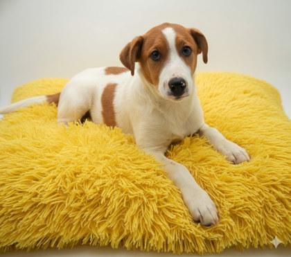 Paul Bunyan, Adoptable, Young Male Great Pyrenees & Mixed Breed.
