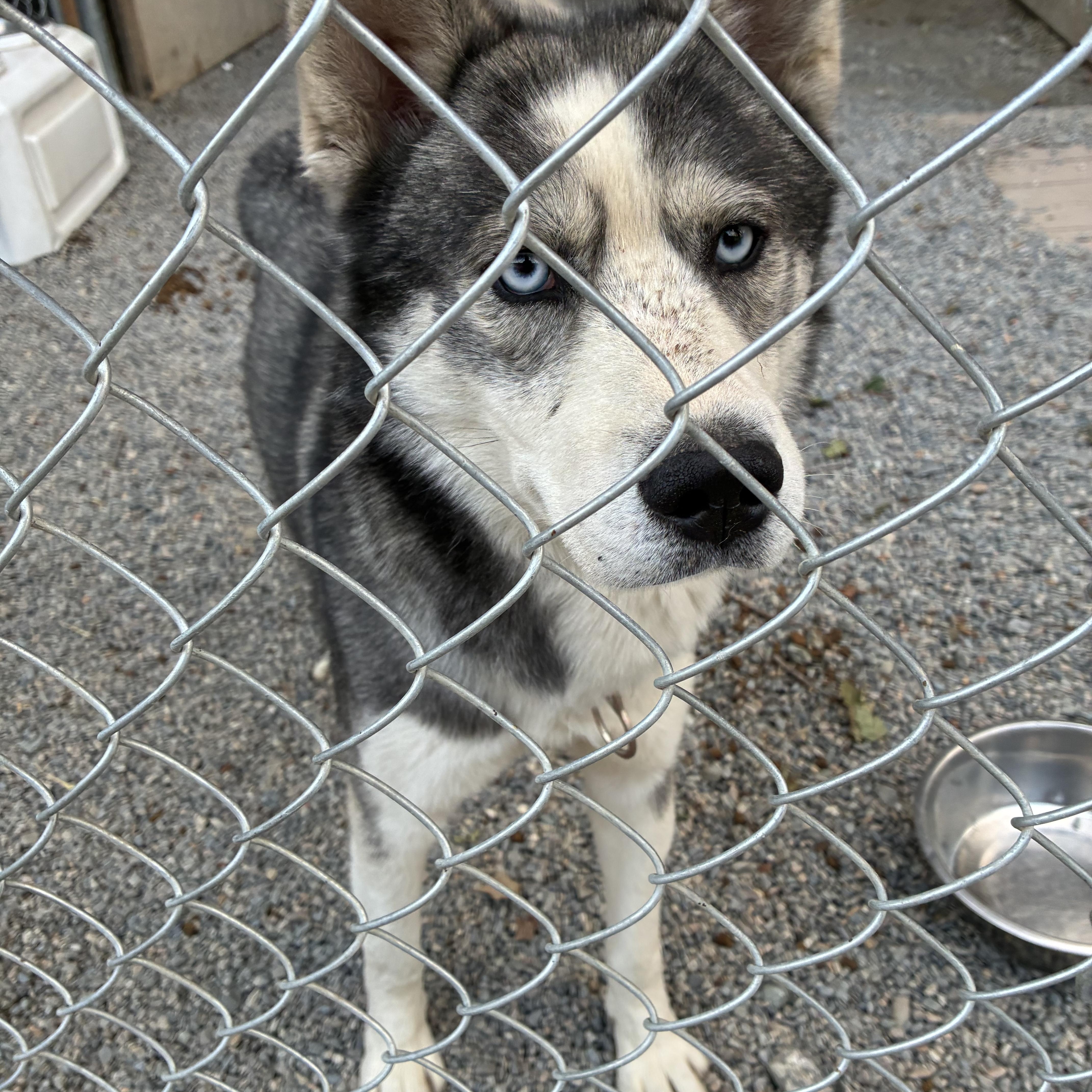 Akira, a ADOPTABLE mixed breed in Bonners Ferry, ID image 4/4