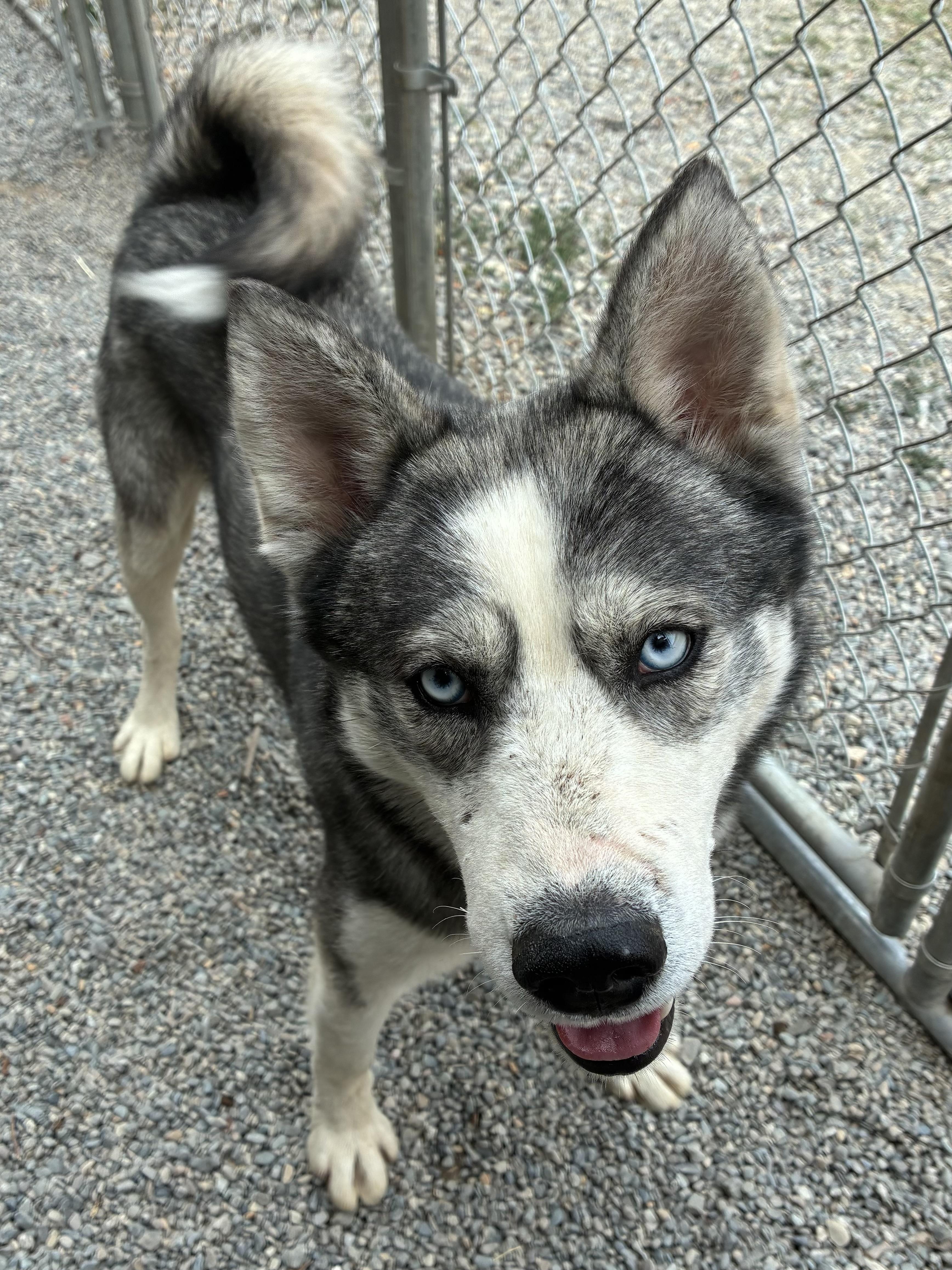Akira, ADOPTABLE, Adult Male Husky.