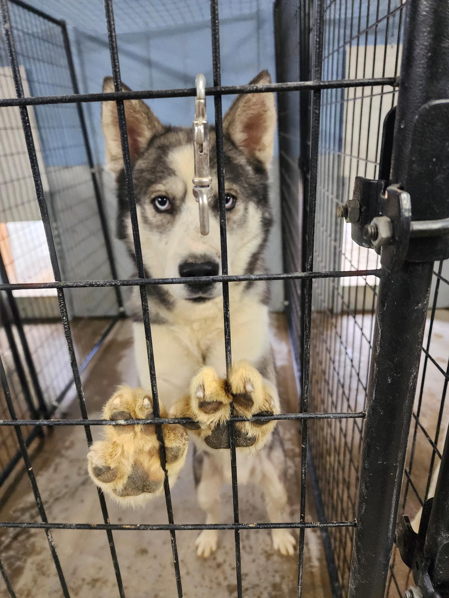 Akira, a ADOPTABLE mixed breed in Bonners Ferry, ID image 2/4