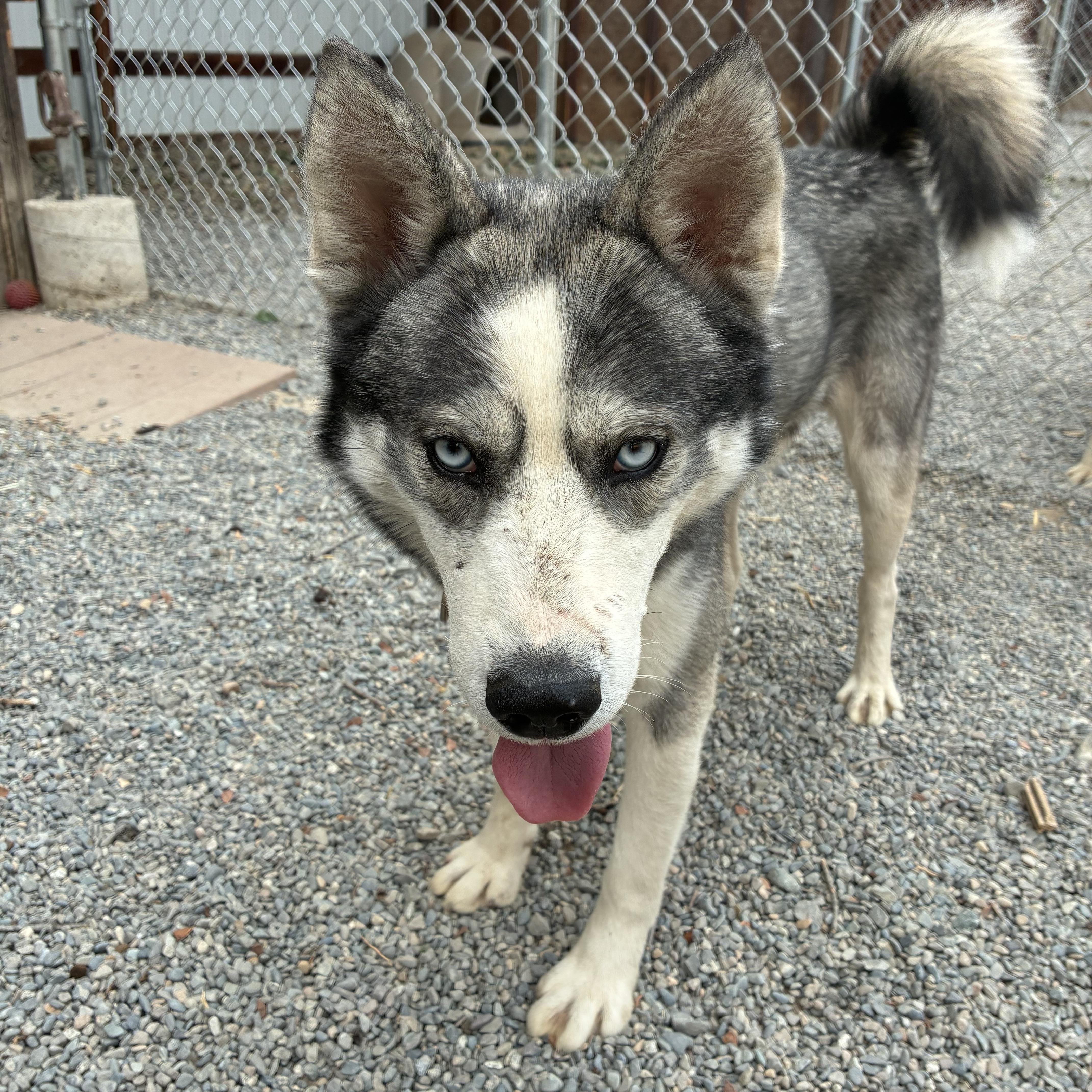 Akira, a ADOPTABLE mixed breed in Bonners Ferry, ID image 3/4