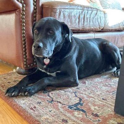 Enlarge Juno fka Stripe, a Adoptable mixed breed in Little Rock, AR image 1/1