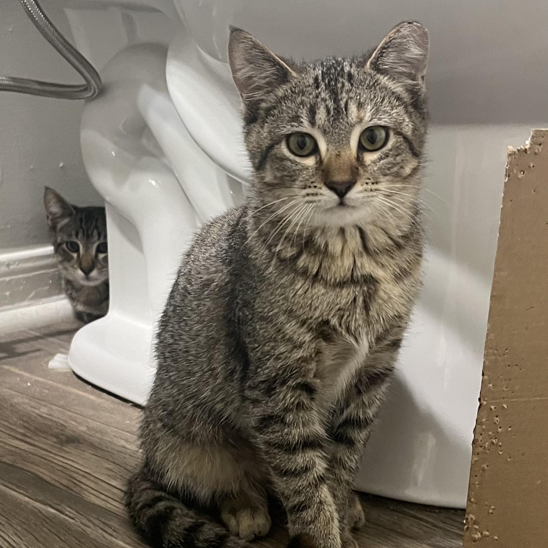 Enlarge Nikki Sixx, a Adoptable Domestic Short Hair in Nashville, TN image 1/3