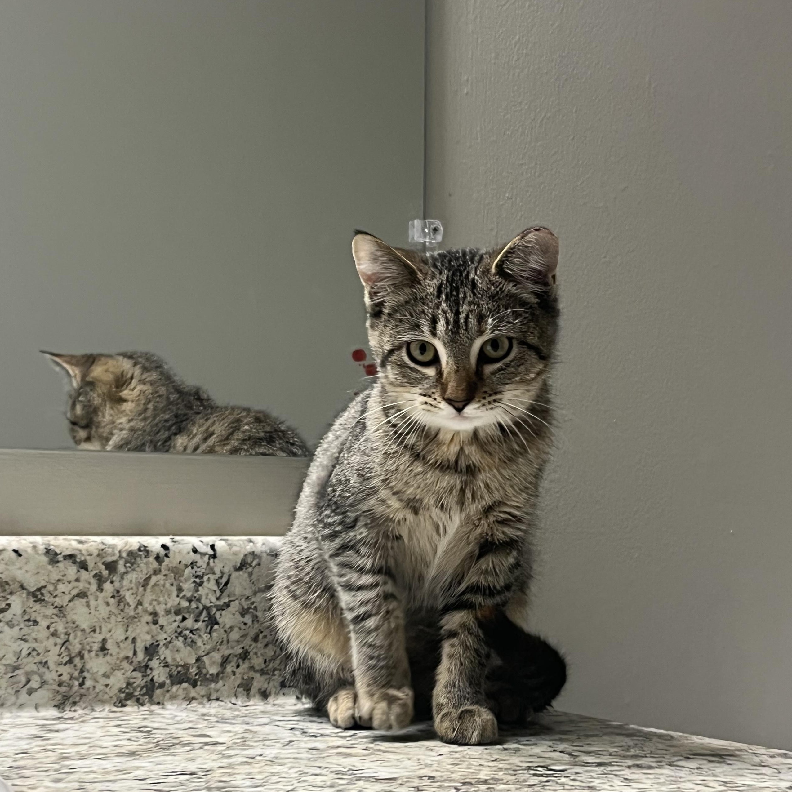 Enlarge Nikki Sixx, a Adoptable Domestic Short Hair in Nashville, TN image 2/3