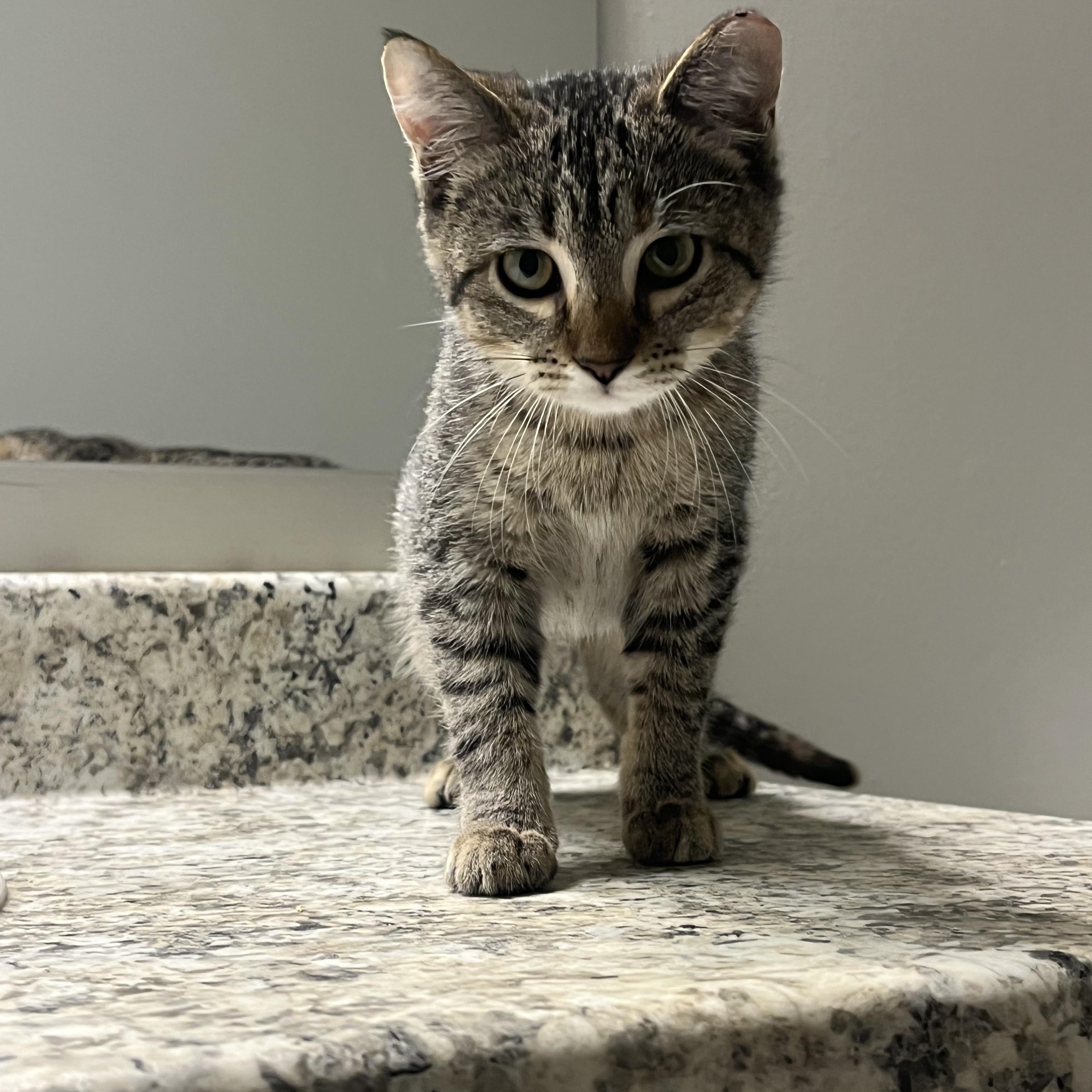 family cats　0507 Cat Cylinder Gray Pufak 27