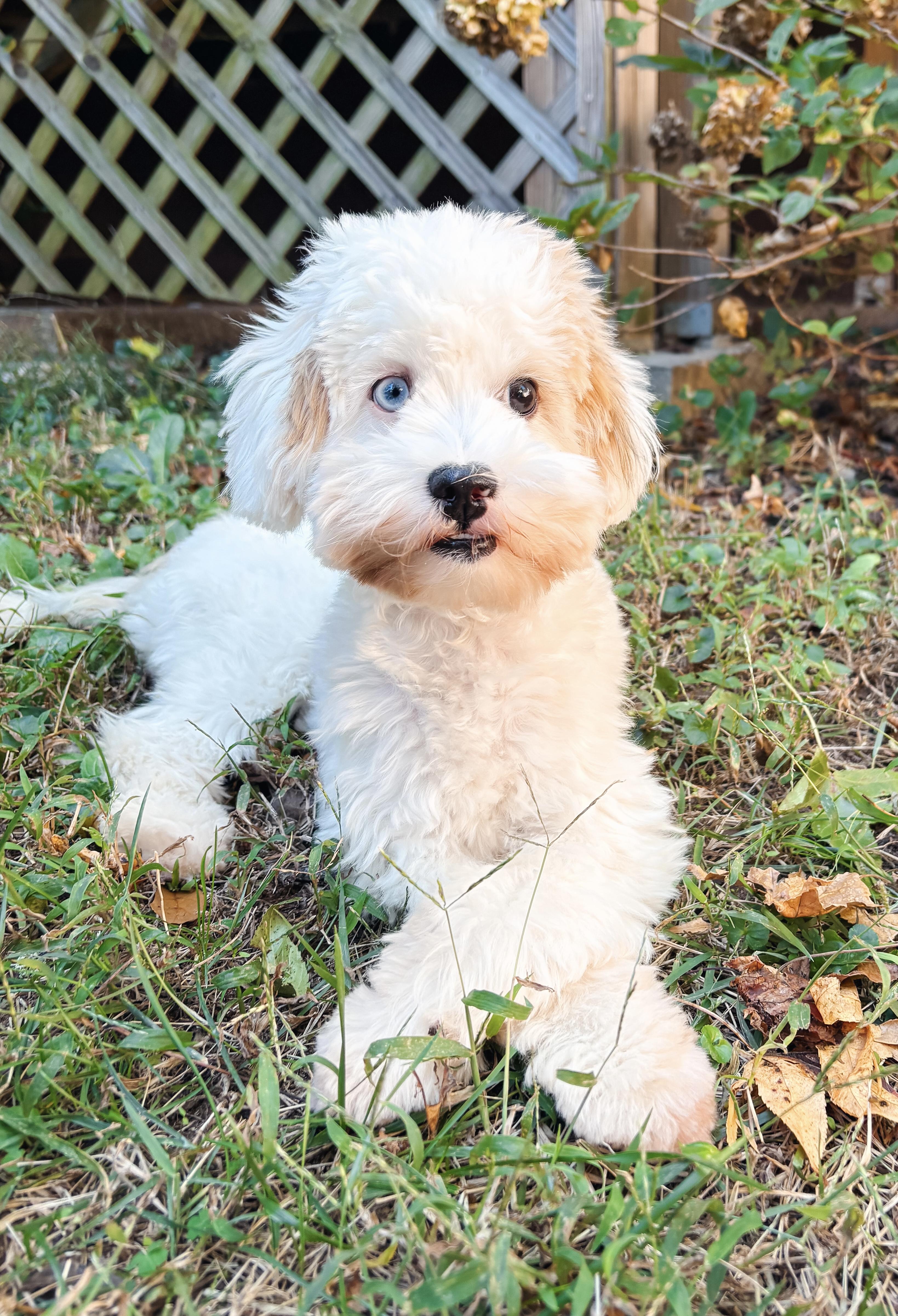 Enlarge Zoey, a Adoptable mixed breed in Atlanta, GA image 1/5