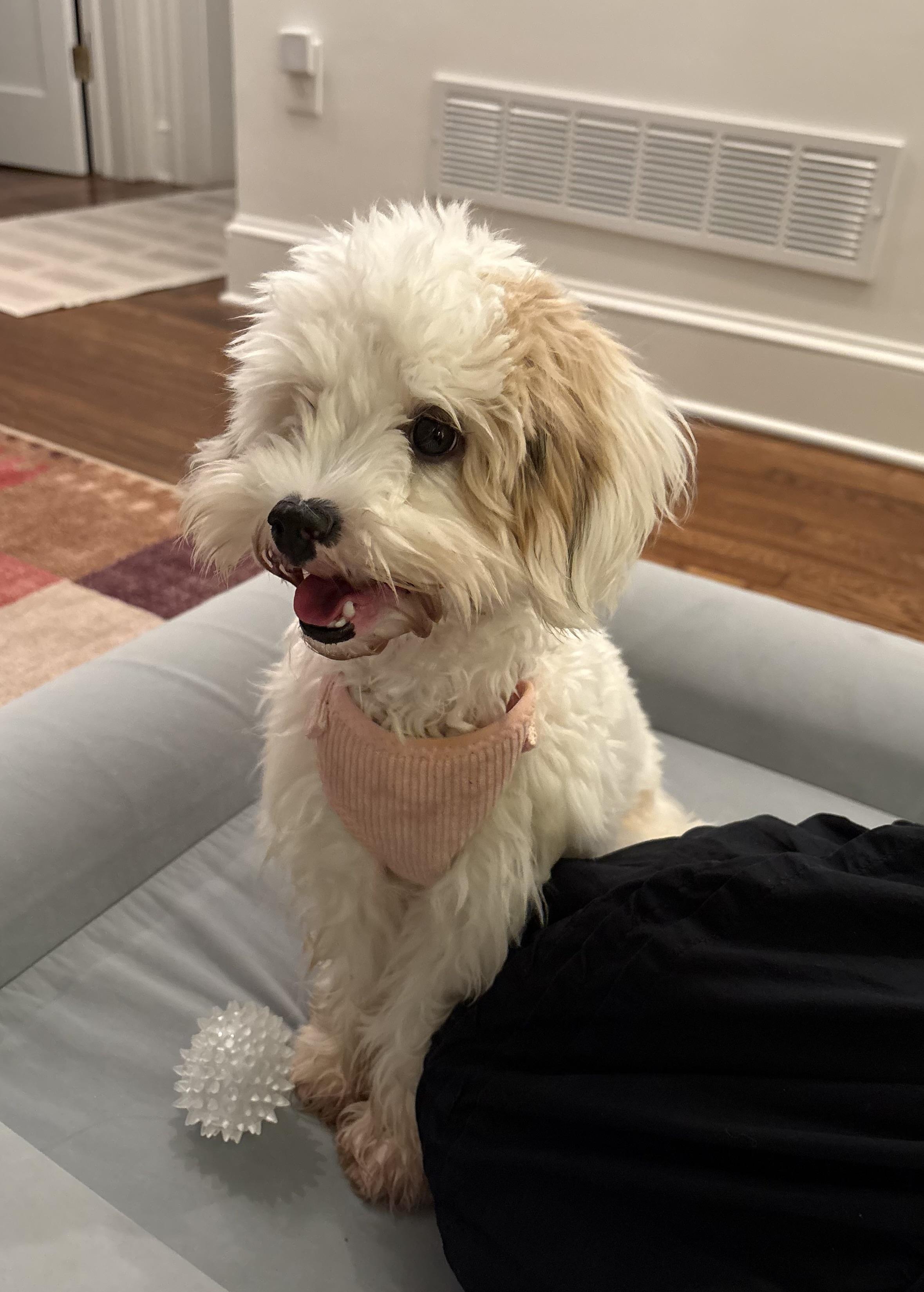Enlarge Zoey, a Adoptable mixed breed in Atlanta, GA image 4/5