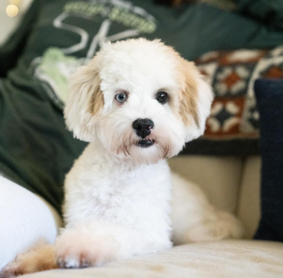Enlarge Zoey, a Adoptable mixed breed in Atlanta, GA image 3/5