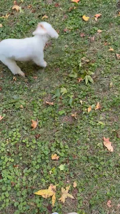 Enlarge Zoey, a Adoptable mixed breed in Atlanta, GA video 5/5