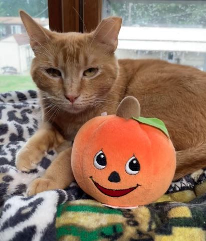 Kateen, a Adoptable Domestic Short Hair in Peru, IN image 1/4