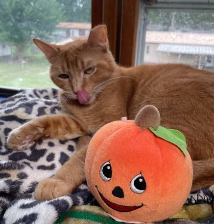 Kateen, a Adoptable Domestic Short Hair in Peru, IN image 2/4