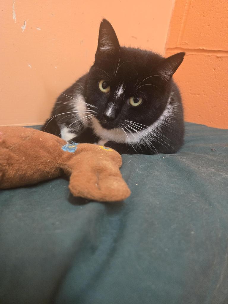 Becca, adopted, Young Female Domestic Short Hair.