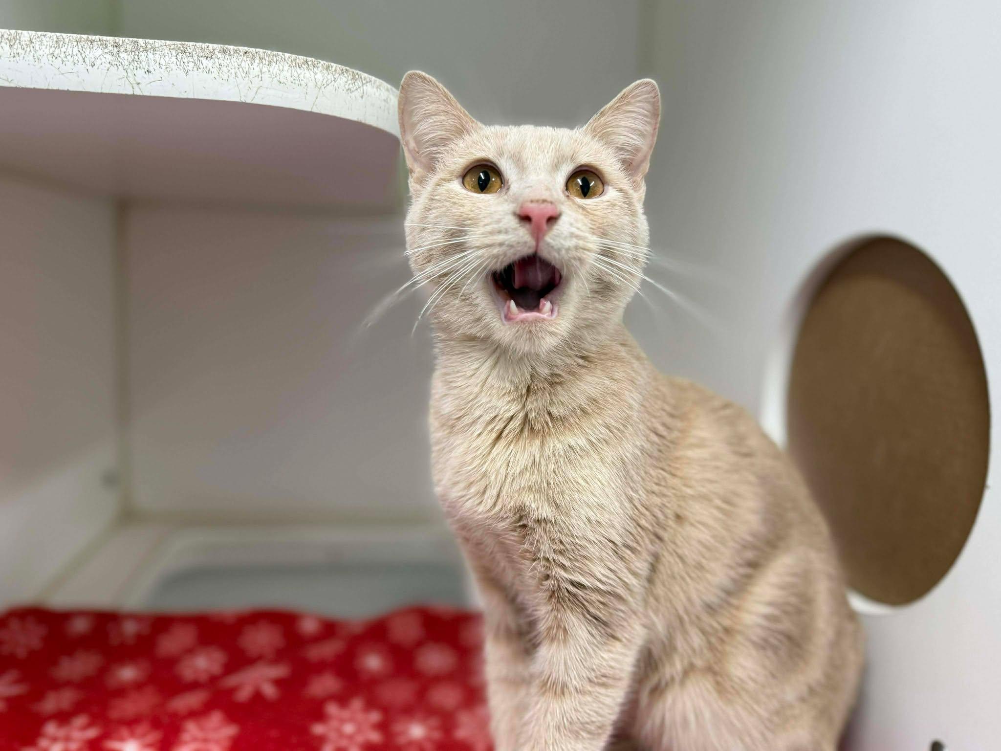 Sparks, a ADOPTABLE Domestic Short Hair in Leitchfield, KY image 2/3