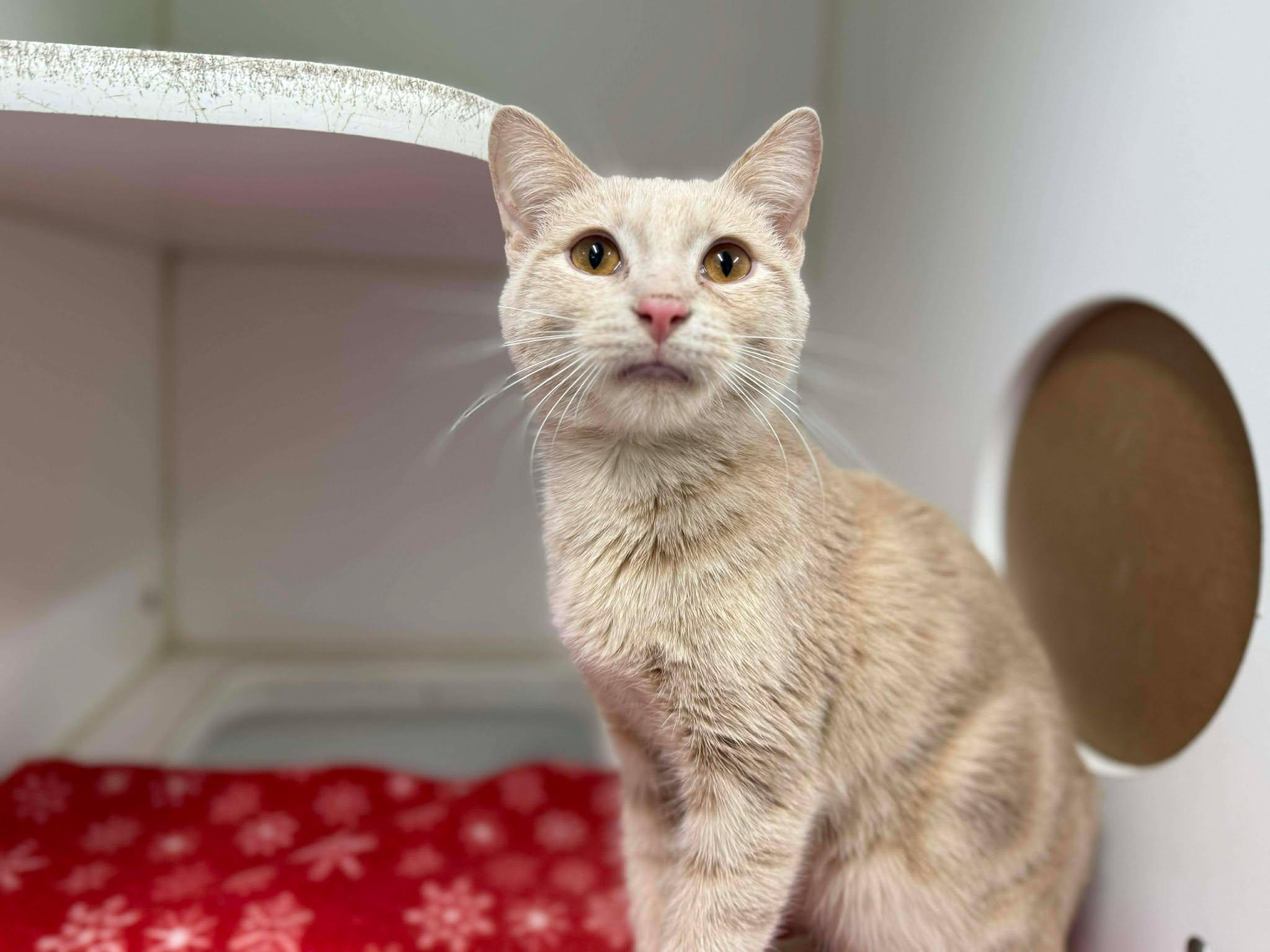 Sparks, a ADOPTABLE Domestic Short Hair in Leitchfield, KY image 1/3