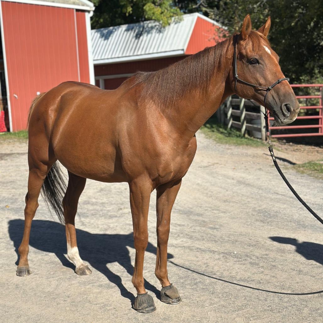 Enlarge Candyrock, a Adoptable Quarterhorse in Fairport, NY image 1/6